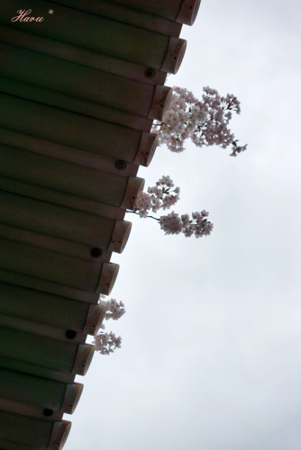 0423桜３.jpg