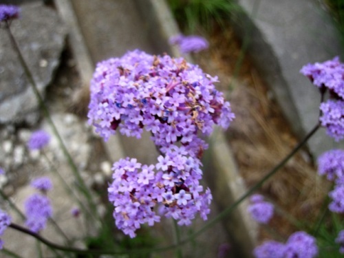 ヤナギハナガサの花 ヤナギハナガサ 柳花笠 の名は 半球形の花序を 花笠 に見たて 葉が細長く 柳 の様であることから名づけられたそうです 気仙沼大島での自然観察 その16 しろうと自然科学者の自然観察日記 楽天ブログ