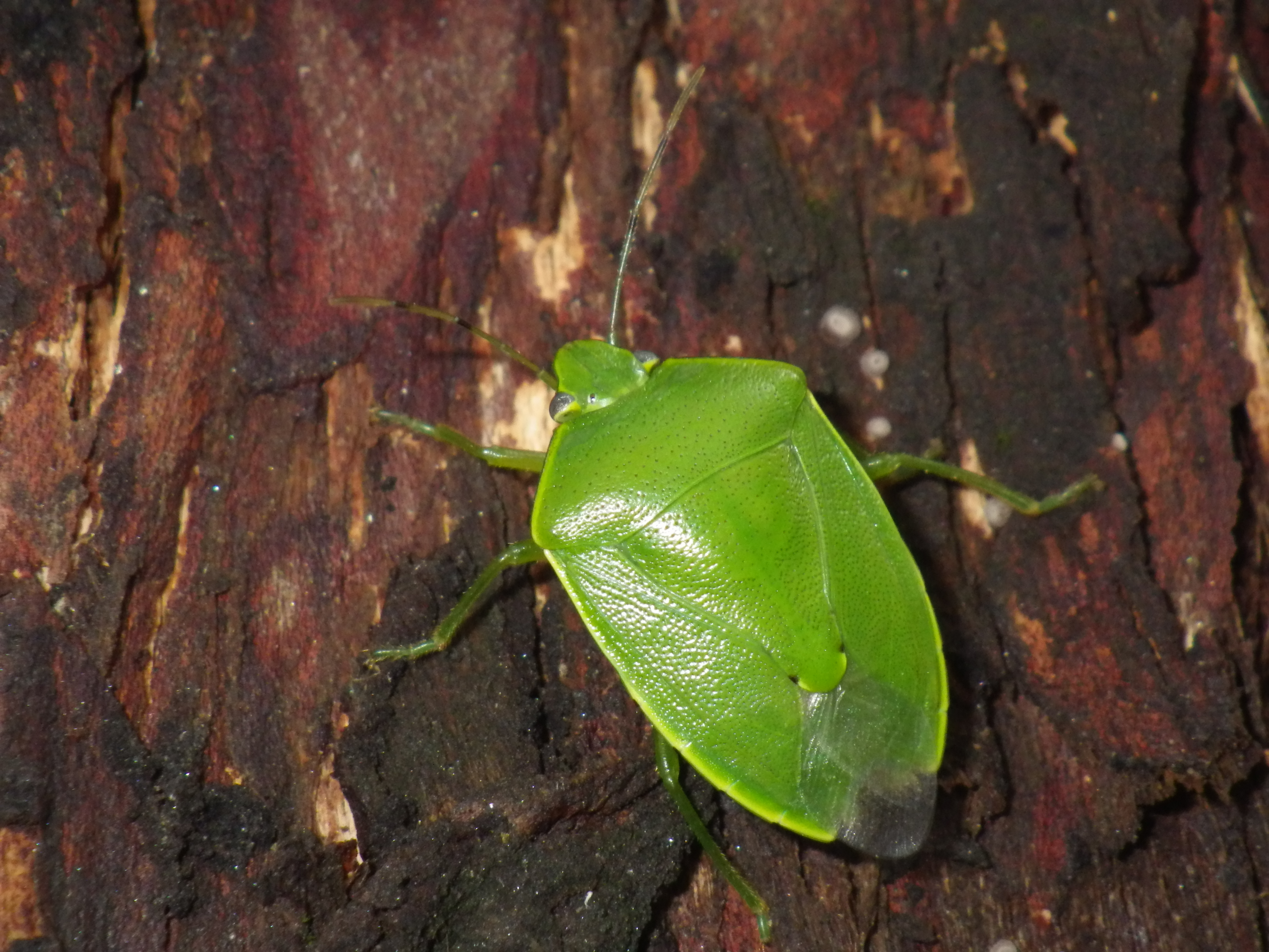 ツヤアオカメムシ