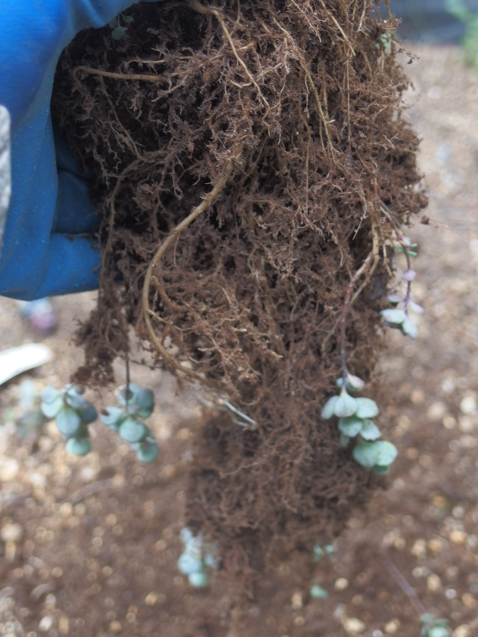 2015-06-05 15.51.29.jpg