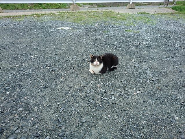 showPhoto (640×480)