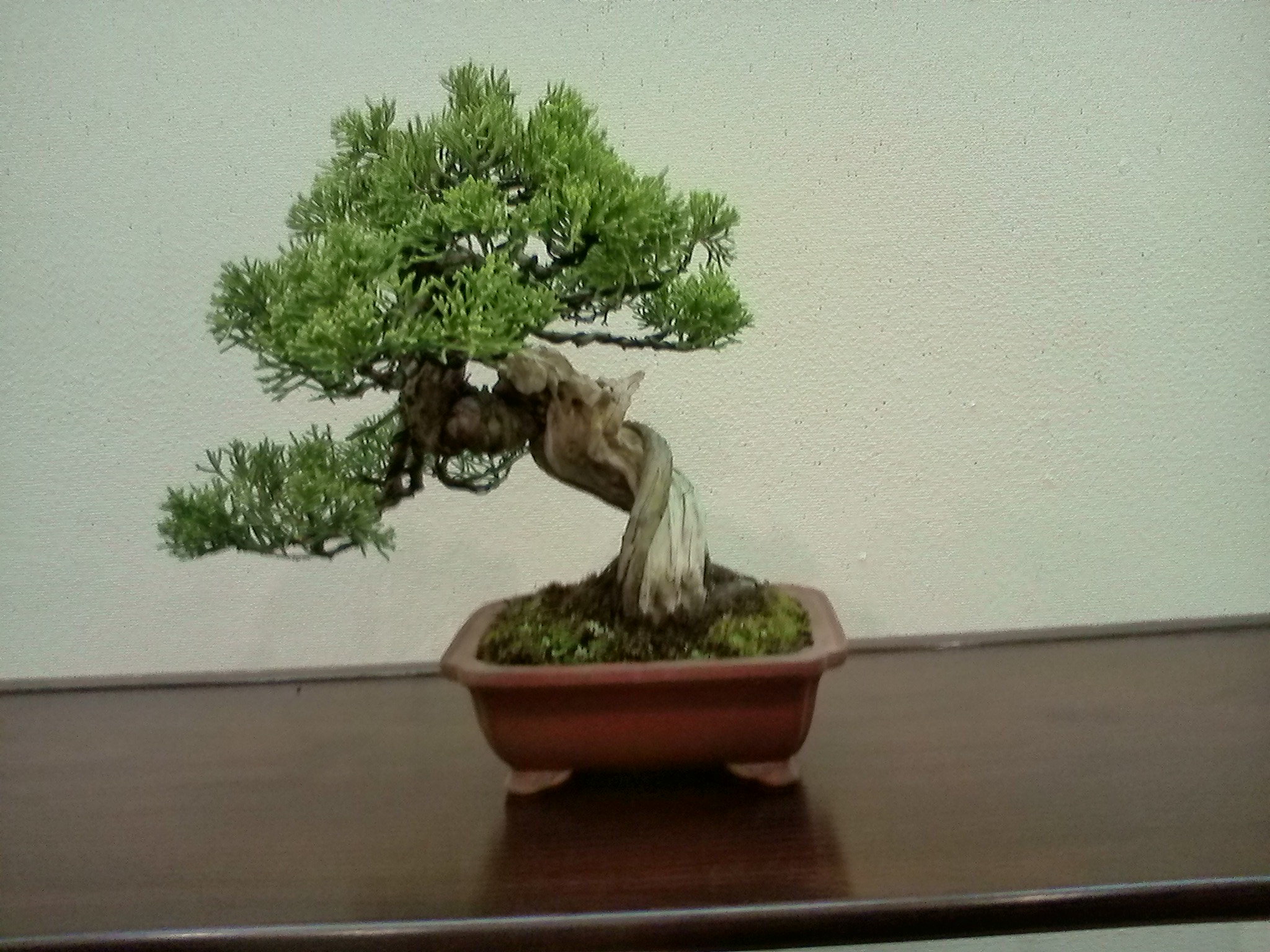 ミニ盆栽10-19 (4).JPG