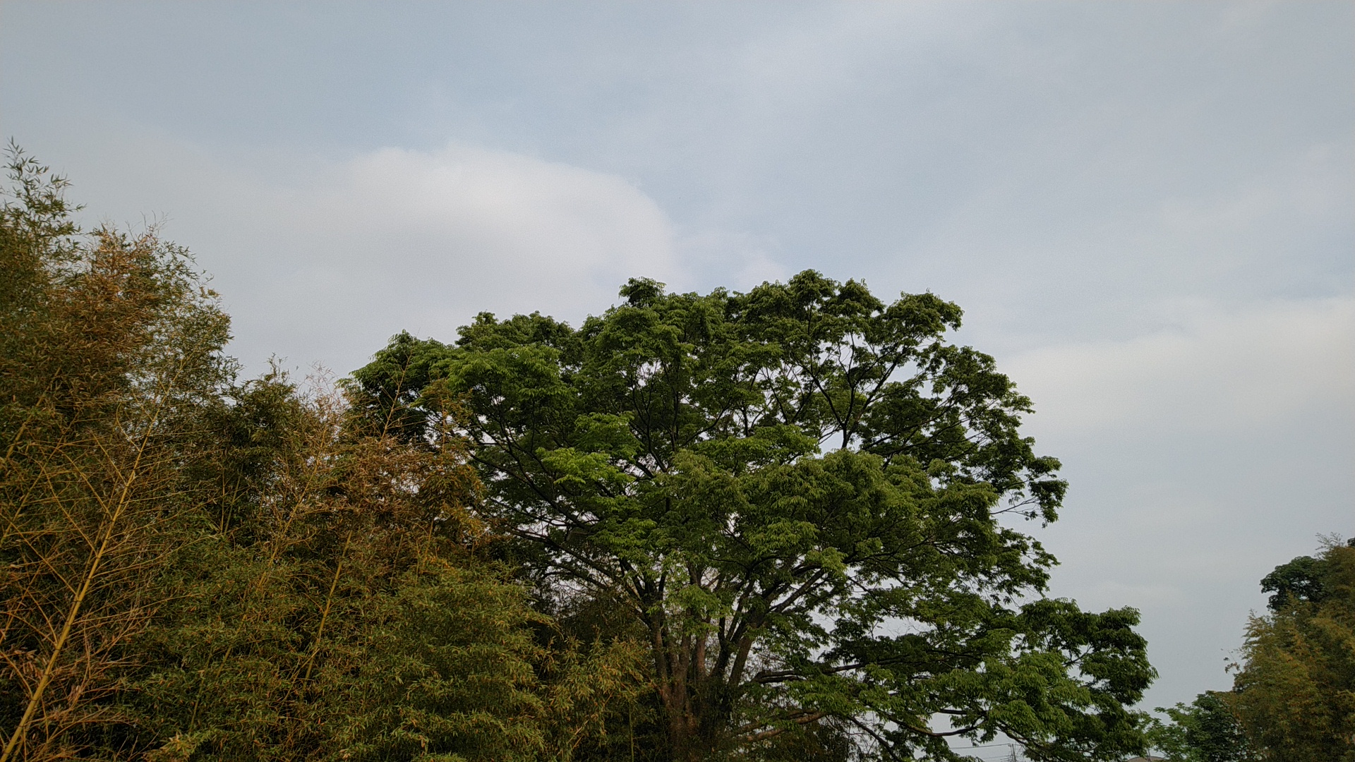 20190512  DSC_0003.jpg.jpg