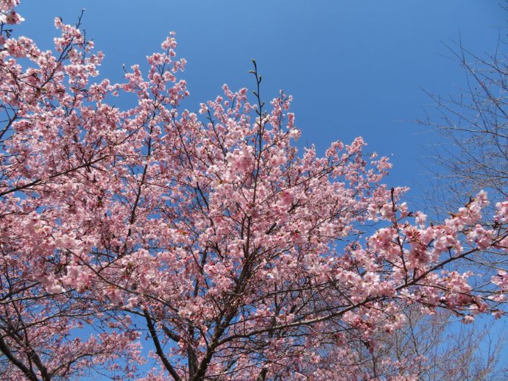 しだれ桜の里 (7).jpg