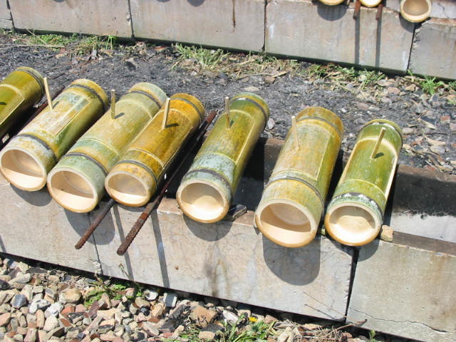 takenokokarii 008.JPG