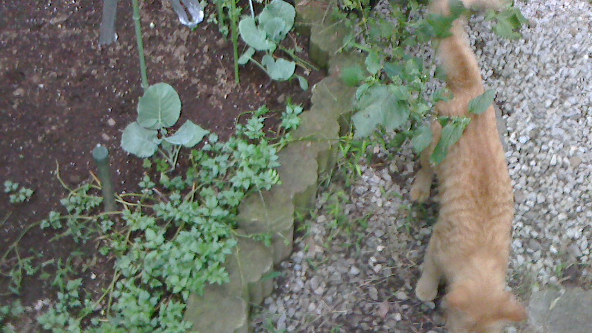 NEC_0048.JPG