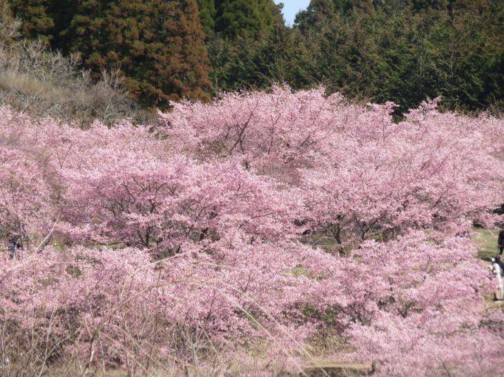 しだれ桜の里 (8).jpg