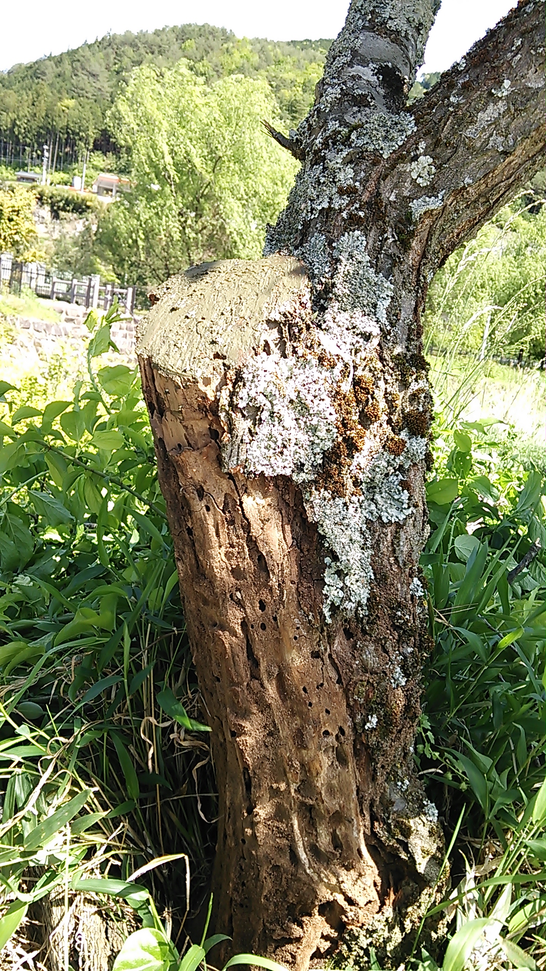 DSC_0052.JPG