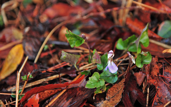 DSC_8551立坪菫.jpg