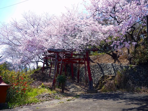 城山公園で散歩5.jpg