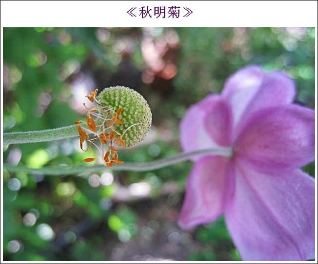 秋明菊実IMG_4370.jpg