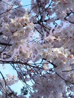 sakura 2015 takatoosibazakura.jpg