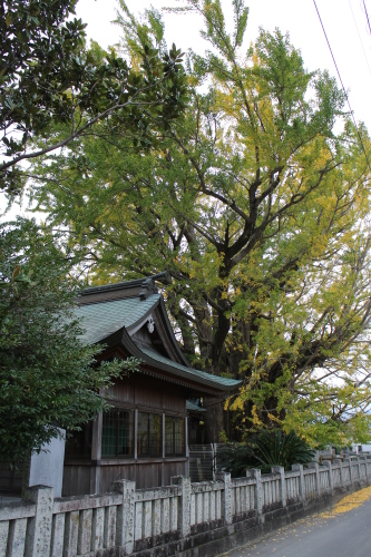 乳保神社のイチョウ