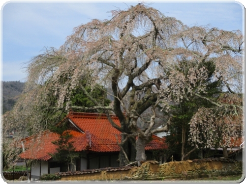 2733古木の桜_2733.jpg