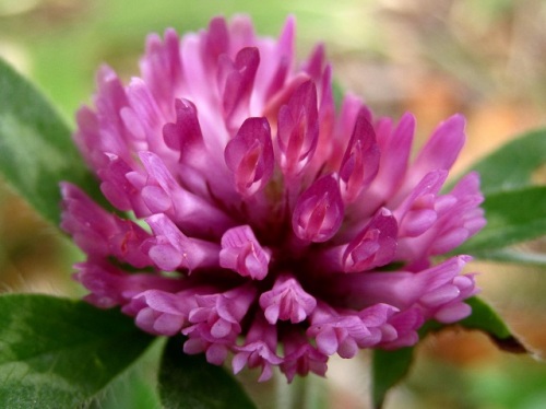 帰化植物ムラサキツメクサの花 秋の北海道での自然観察 その6 しろうと自然科学者の自然観察日記 楽天ブログ