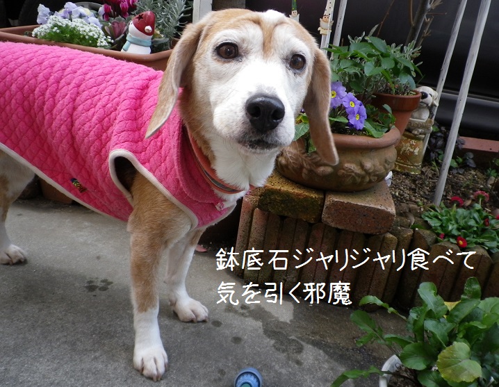 IMGP4269.jpg
