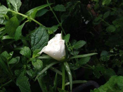 IMG_0480 (640x480).jpg