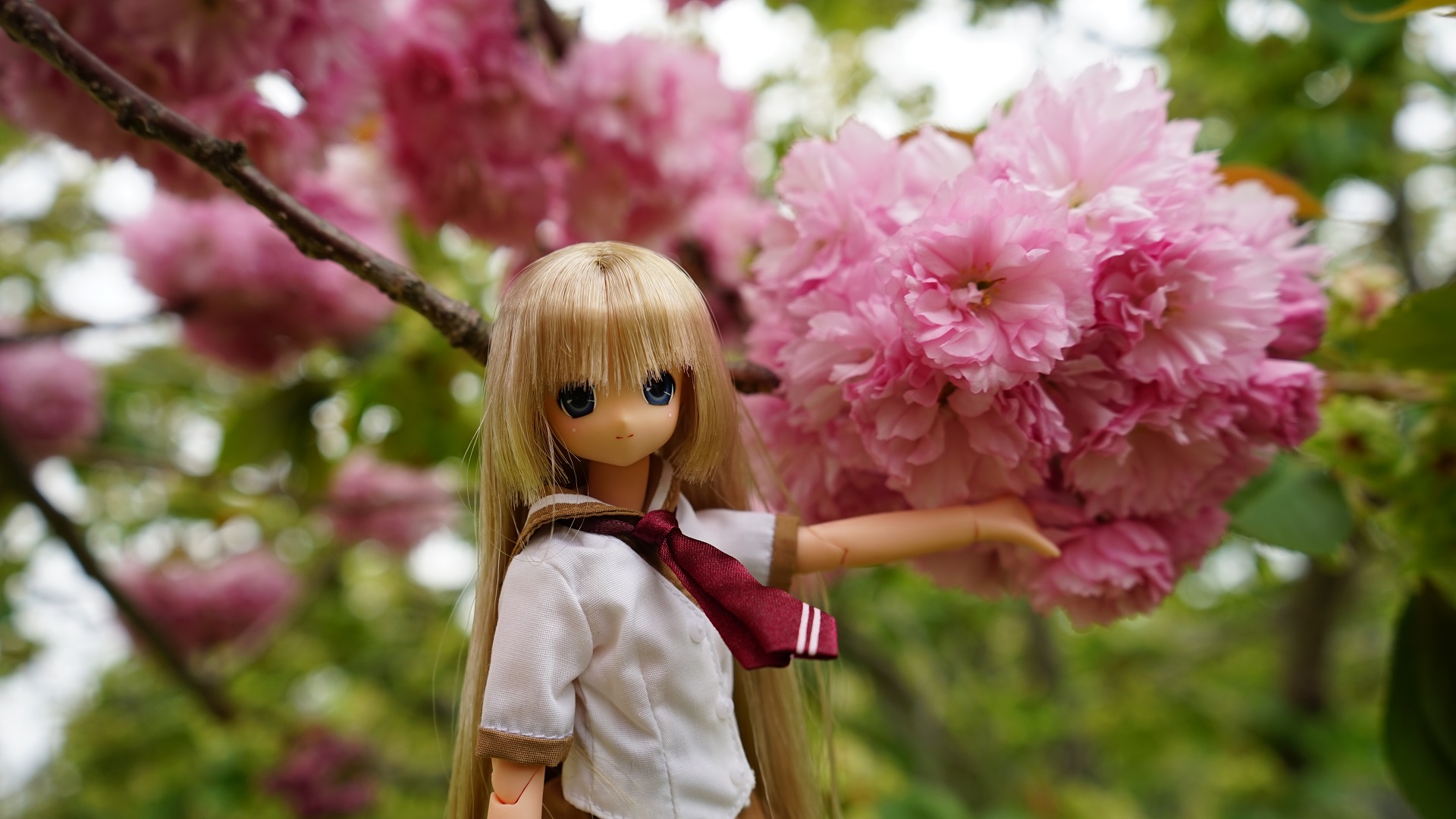 サアラと八重桜.jpg