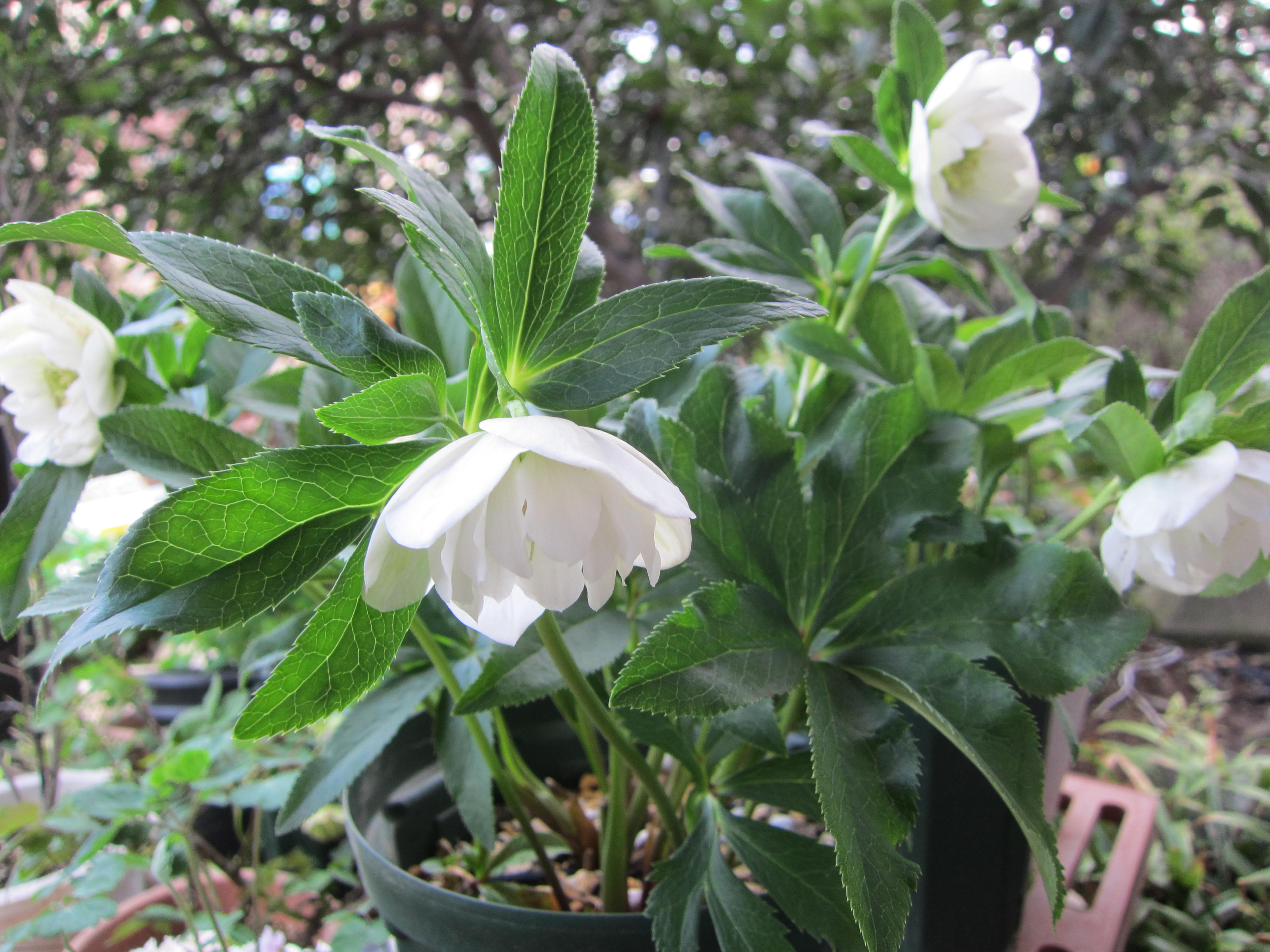 クリスマスローズ (2).JPG