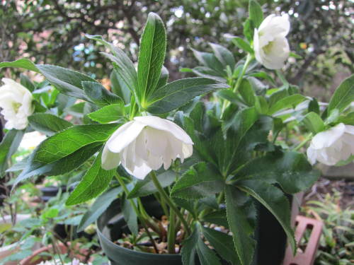 クリスマスローズ (2).JPG