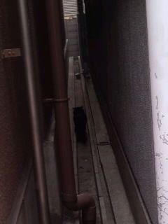溝に隠れた黒猫2017
