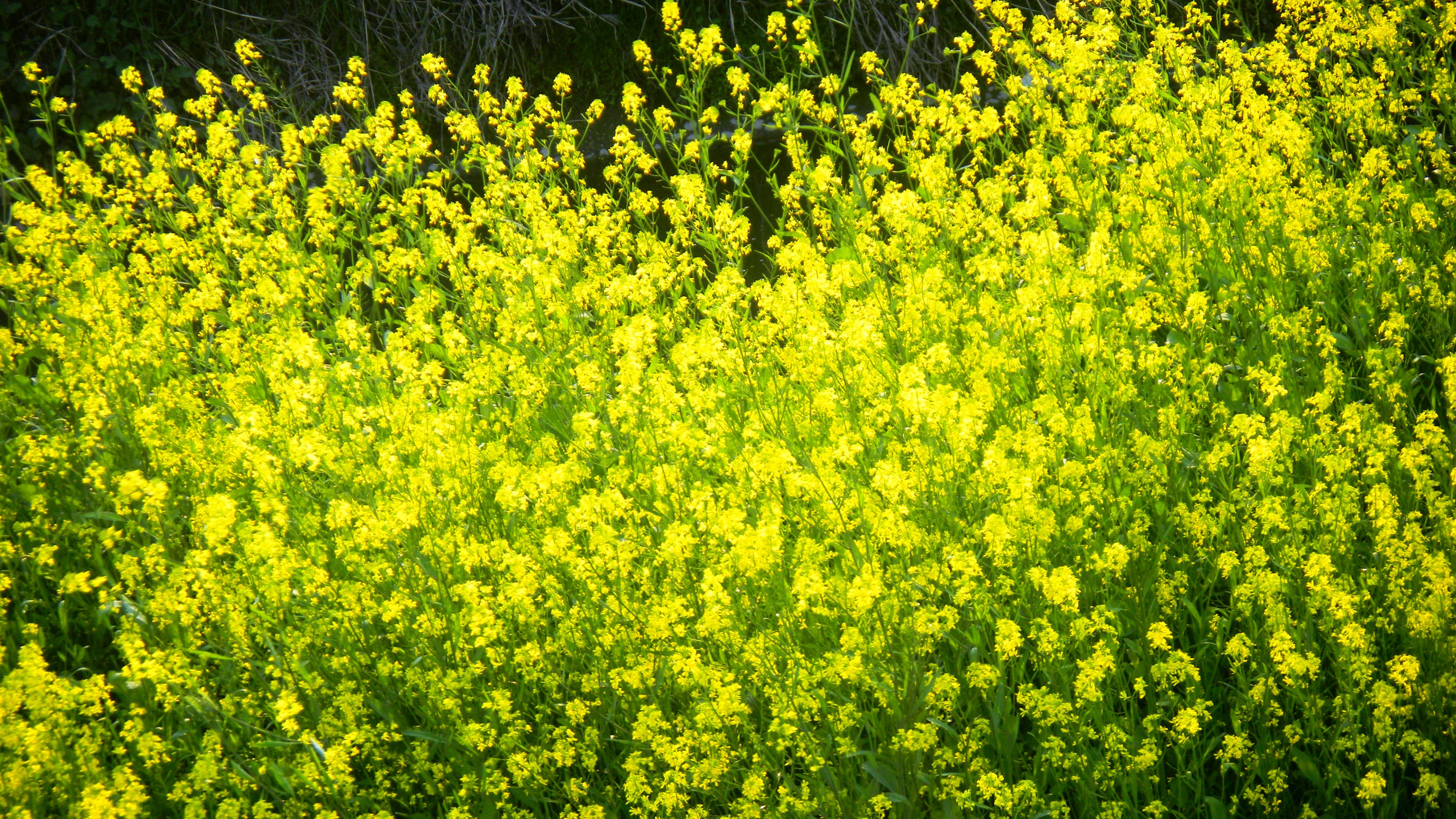 恩智川の西洋辛子菜の花 (2).JPG