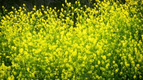 恩智川の西洋辛子菜の花 (2).JPG