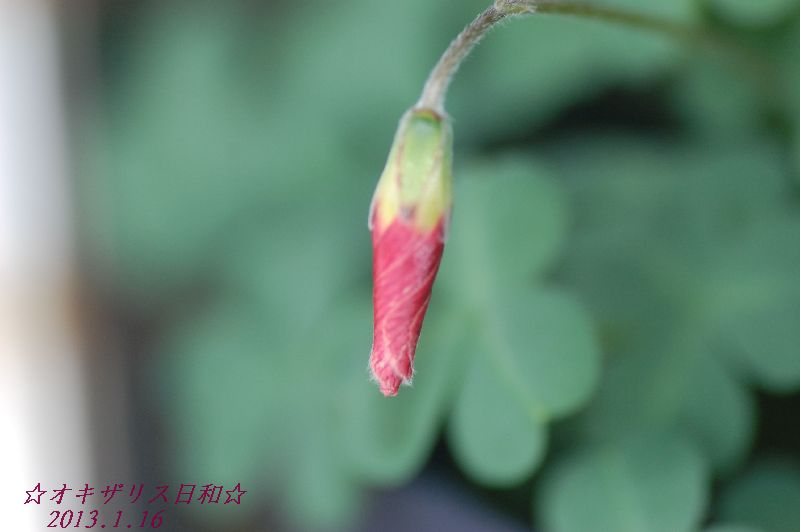 DSC_5934.JPG