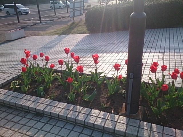 20180330  DSC_0008.jpg