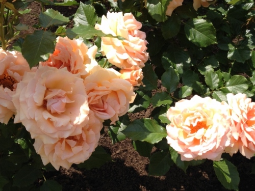 IMG_9052 (640x480).jpg