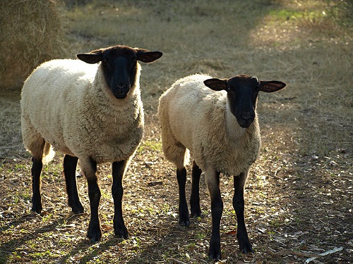 sheep-sample.jpg