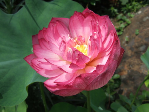 2013_0806lotus0013.JPG