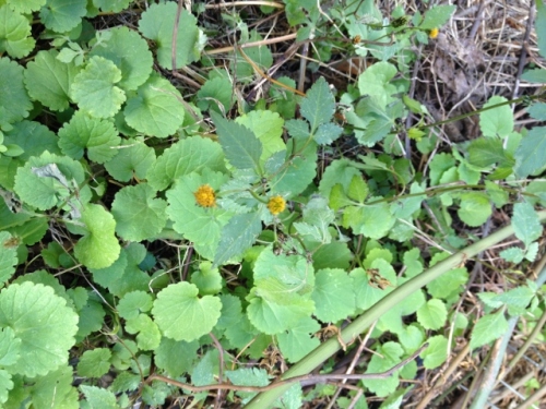 IMG_2592 (640x480).jpg