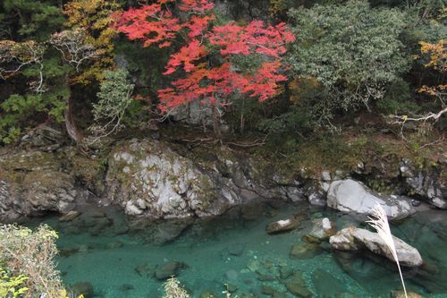 112713本山町汗見川渓谷の紅葉500.jpg