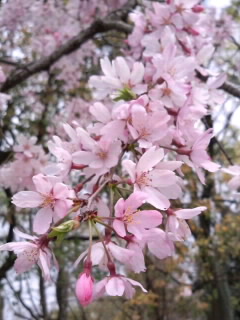 ちょっと濃いピンクの桜_4月3日