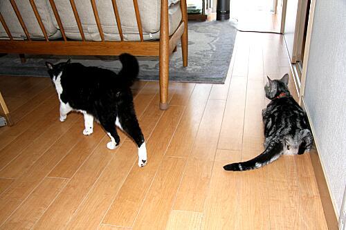 冷や水売りと白玉 耳（ミミ）とチャッピの布団 楽天ブログ