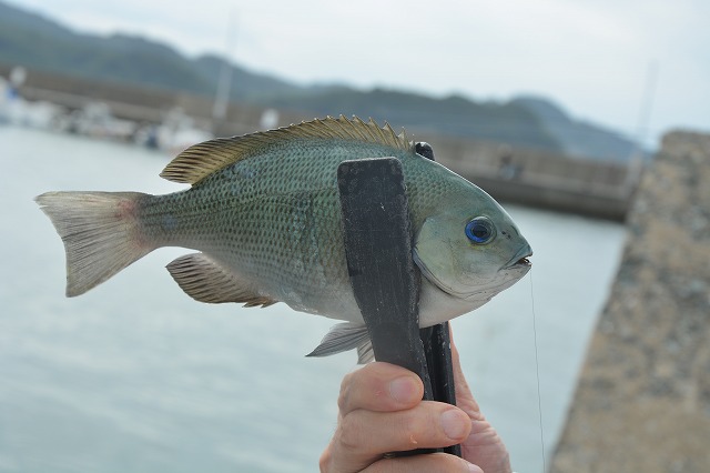 showPhoto (640×426)