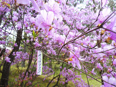 10.14  みつばツツジs.jpg