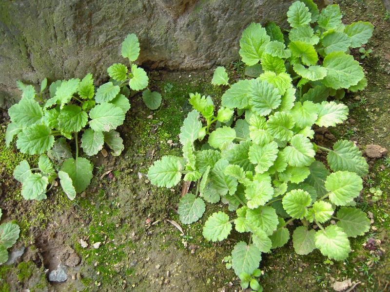 DSCN4021.JPG