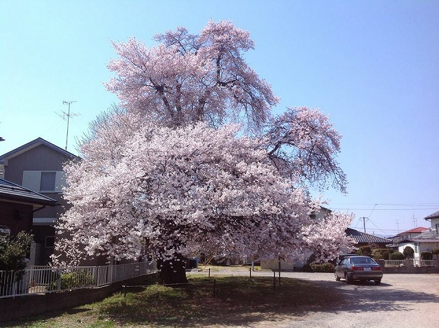 s-さいはら桜.jpg