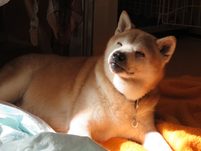 3ね、眠い.jpg