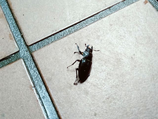 250714kuwagata6.jpg