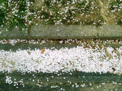 道の花びらアップ.JPG