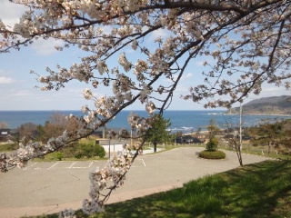 2015年4月　門前の桜と海