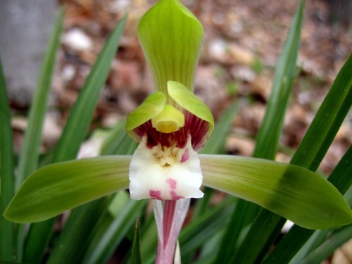 ラン科の植物の花の特徴 自然観察の振返り 1 ラン科の植物 第1回 しろうと自然科学者の自然観察日記 楽天ブログ