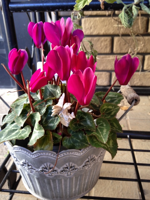 IMG_2586 (480x640).jpg