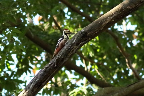 3E1A22612012オオアカゲラ.JPG