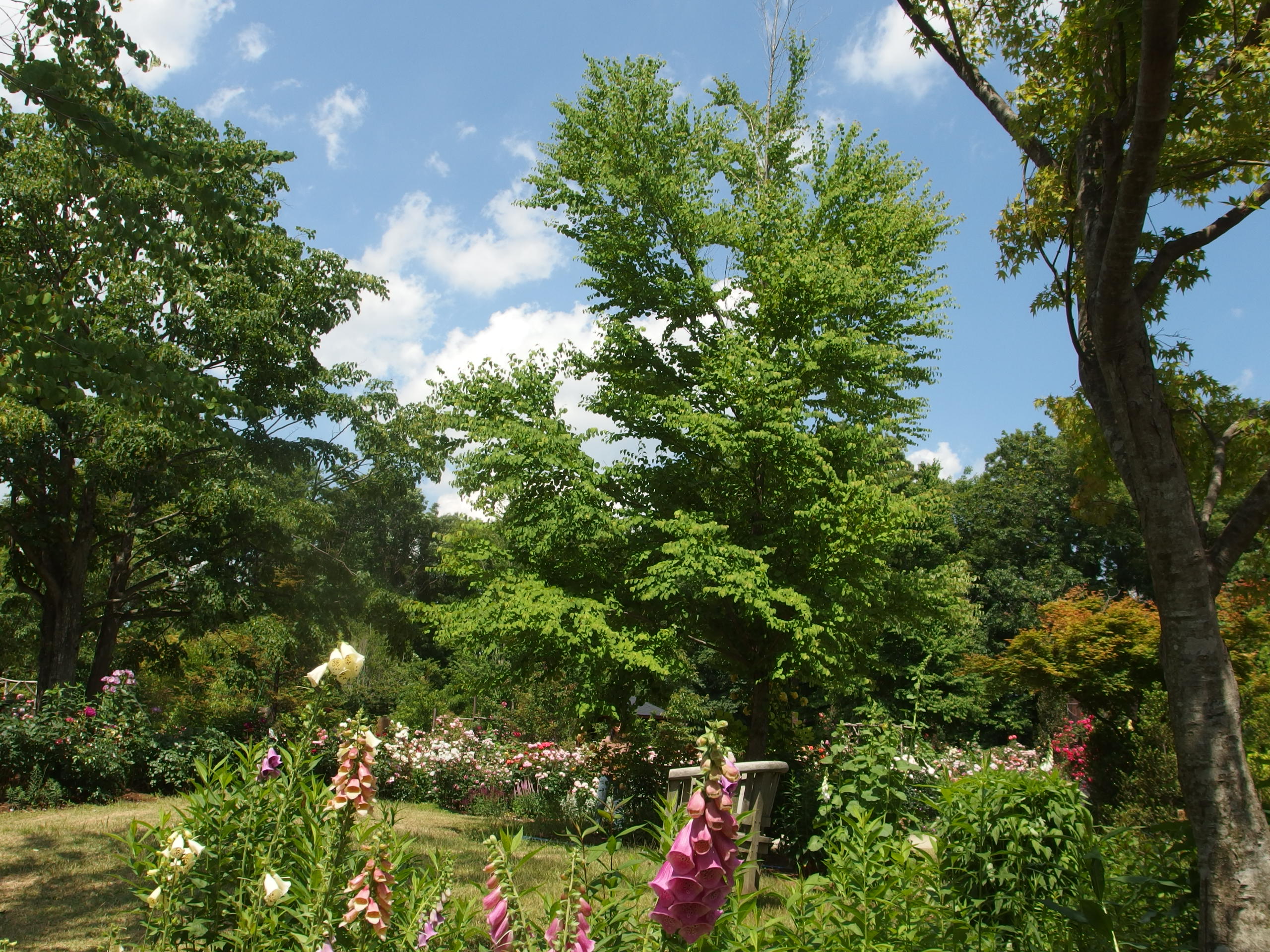 2015-06-10 12.29.15.jpg