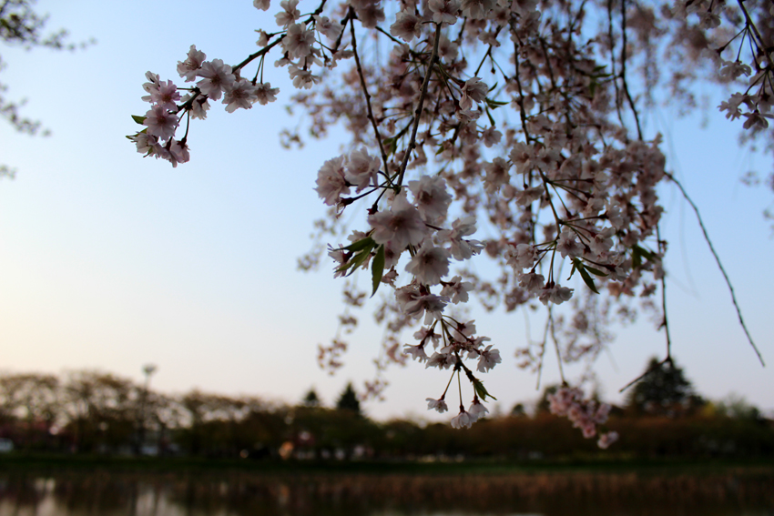 桜1.jpg