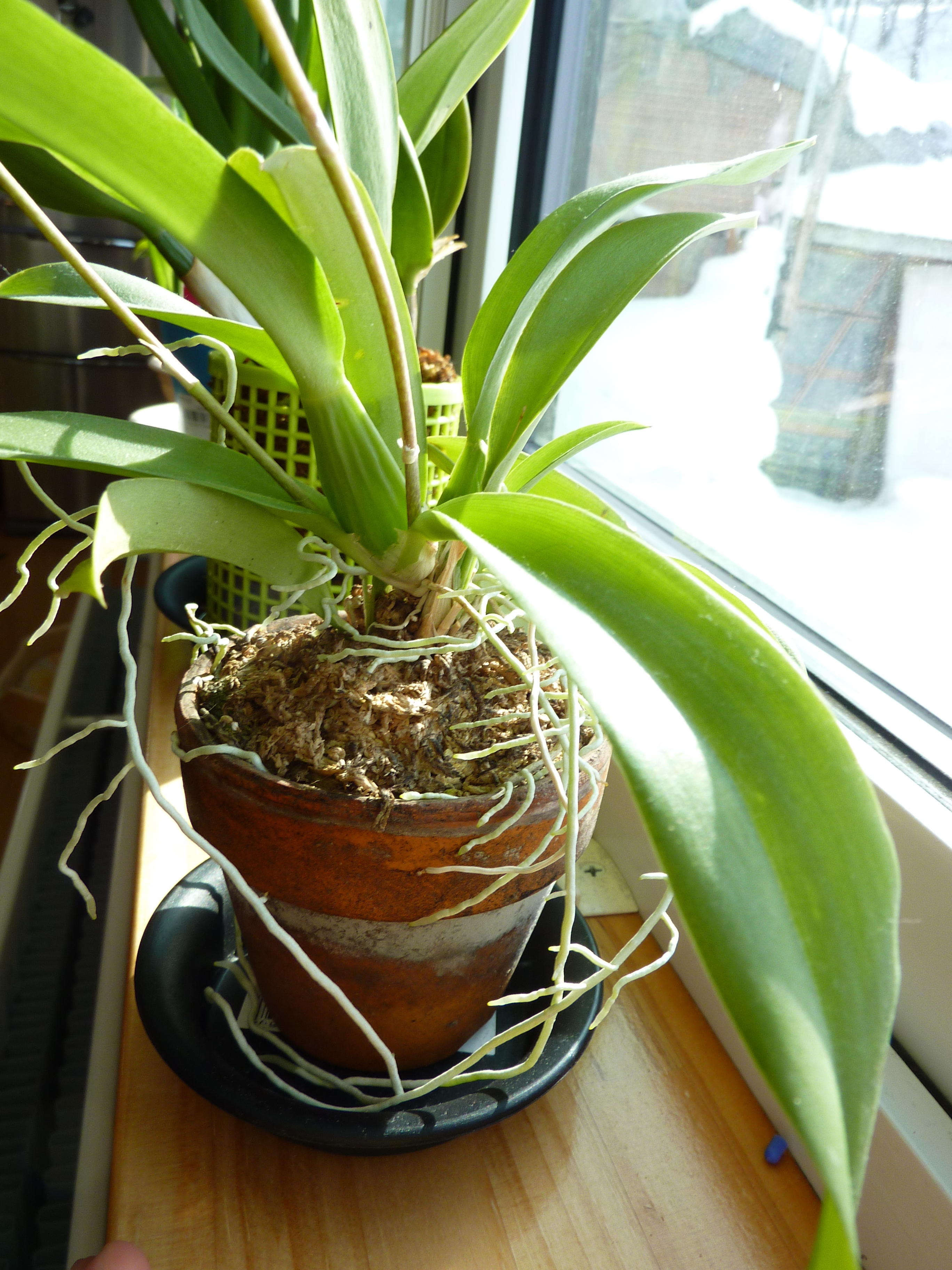 ホーエアラ　ラババースト　花なし